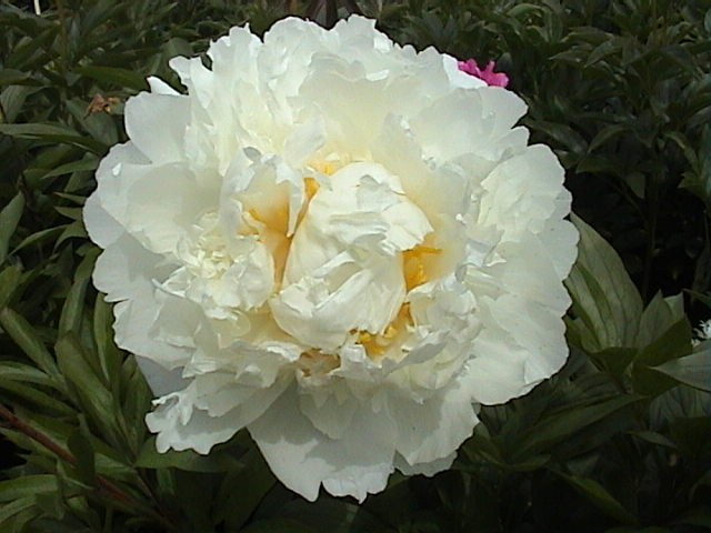 paeonia lactiflora „miseczka śmietanki”