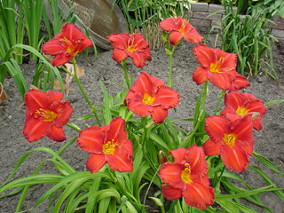 hemerocallis hybride "chicago apache"