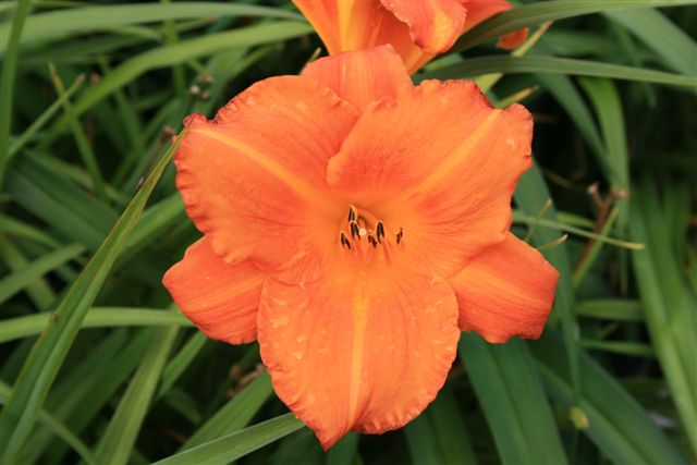 hemerocallis hybride "mauna loa"