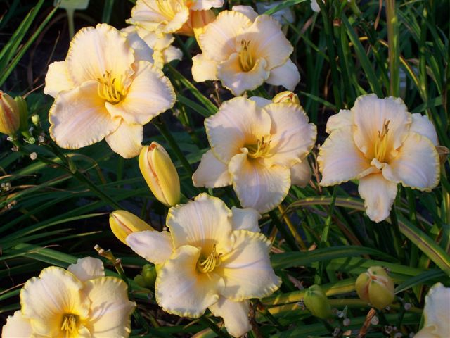 hemerocallis hybride "serena sunburst"