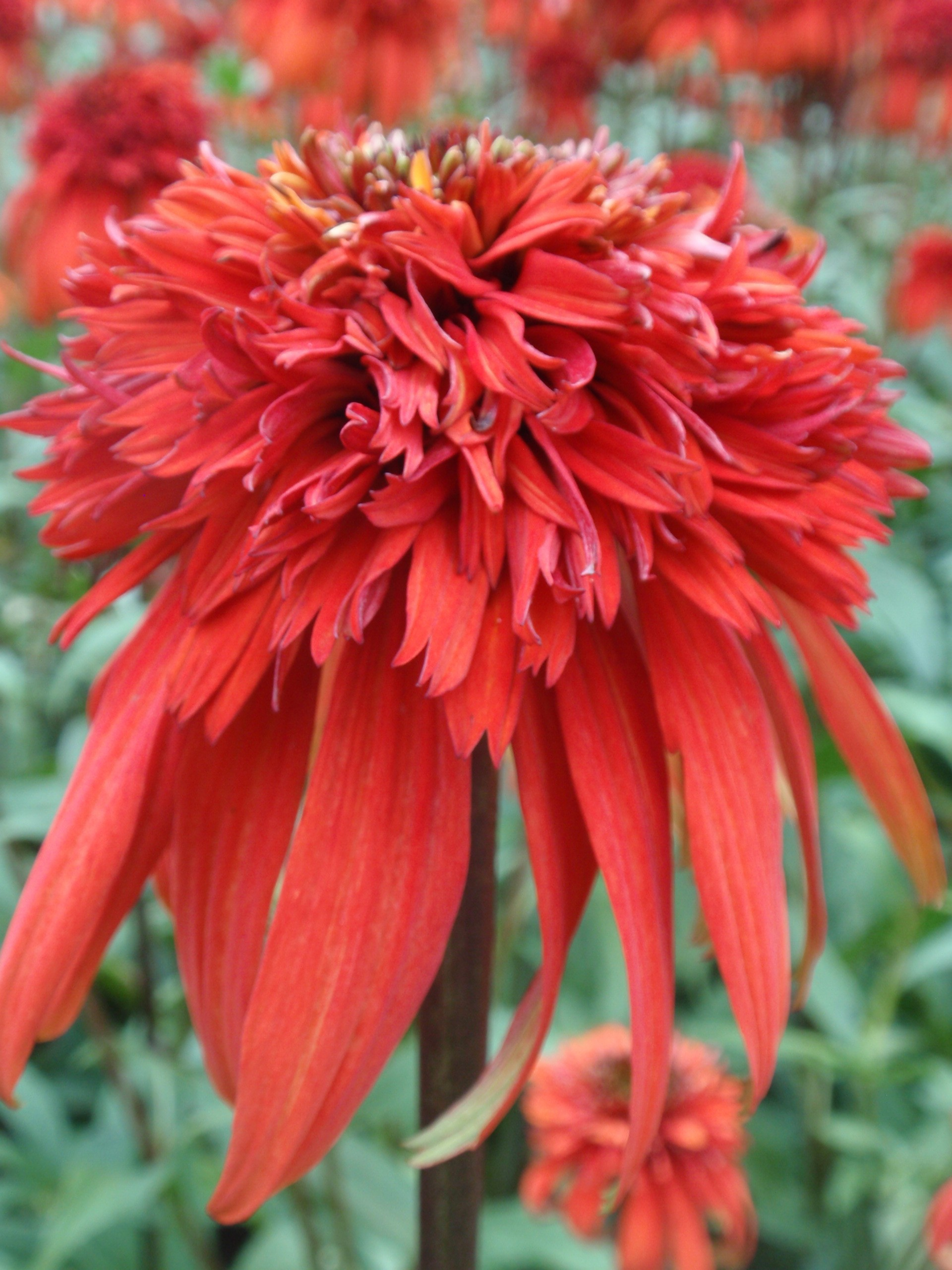 echinacea hot papaya